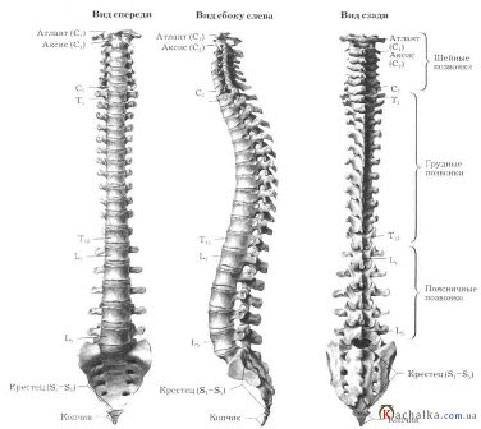 Позвоночник. Его функции и отделы
